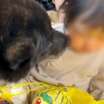 大好きな赤ちゃんに避けられてる甲斐犬→どうしても仲良くなりたくて…思わず応援したくなる『健気な行動』に反響「愛が空回りｗ」「優しい子」(ブログ)