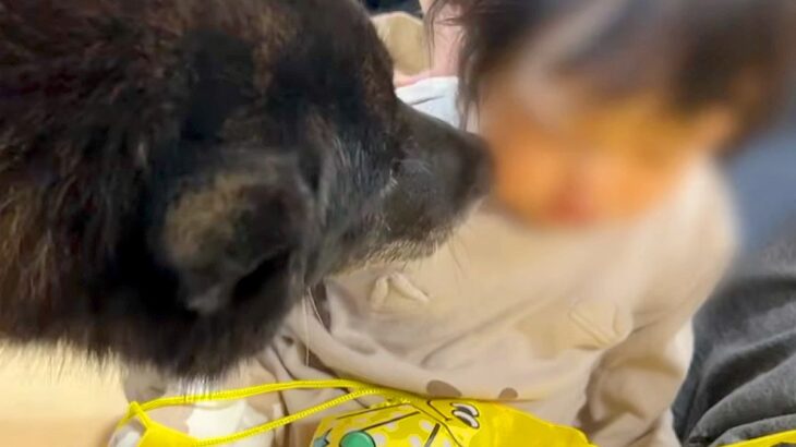 大好きな赤ちゃんに避けられてる甲斐犬→どうしても仲良くなりたくて…思わず応援したくなる『健気な行動』に反響「愛が空回りｗ」「優しい子」(ブログ)