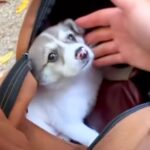 山でヘビを探していた男性→突然『子犬』を発見して…衝撃的な出会いと結末が120万再生「涙がとまらない」「本当によかった」「漫画みたい」(ブログ)