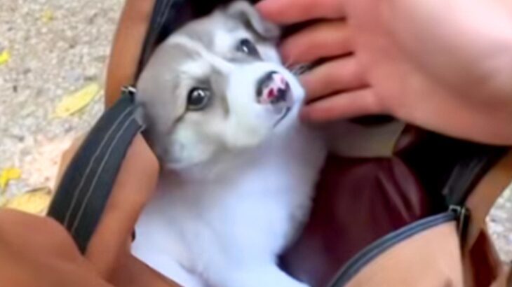 山でヘビを探していた男性→突然『子犬』を発見して…衝撃的な出会いと結末が120万再生「涙がとまらない」「本当によかった」「漫画みたい」(ブログ)