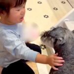 ママに叱られた小さい女の子→泣いていたら、犬が寄り添って…兄妹愛あふれる『尊すぎる行動』に反響「優しい」「いい関係でほっこり」と2万再生(ブログ)