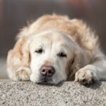 犬が飼い主に『呆れている』ときに見せる行動5選　愛犬が幻滅しているサインや信頼してもらう方法まで(ブログ)