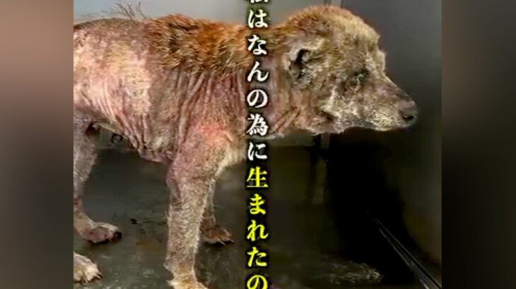 『幸せって…なに？』繁殖業者に棄てられ、極限状態の『ボロボロの犬』を保護→涙が止まらない『現在の姿』が22万再生「本当に感謝」と称賛続々(ブログ)