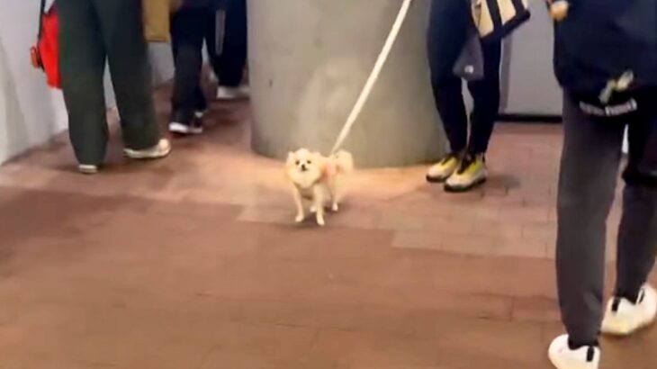 夕方、駅までお迎えに来てくれた犬→気付いた瞬間に…愛情たっぷりの『おかえりなさい』に反響「ニヤニヤしちゃう」「嬉しいが体からあふれてる」(ブログ)