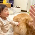 0歳の赤ちゃんに『バイバイ』を教えていたら、犬たちが『お別れ』と勘違いして…態度が豹変する光景が45万再生「愛強すぎｗ」「感受性すごい」(ブログ)