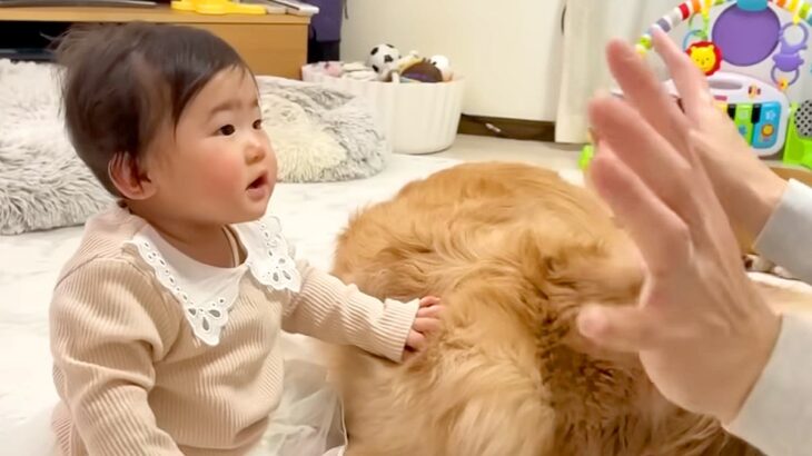 0歳の赤ちゃんに『バイバイ』を教えていたら、犬たちが『お別れ』と勘違いして…態度が豹変する光景が45万再生「愛強すぎｗ」「感受性すごい」(ブログ)