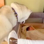 赤ちゃんを溺愛している大型犬→来客があると、守るかのように…家族愛を感じる『素敵な行動』が14万再生「頼もしい」「完璧なボディーガード」(ブログ)