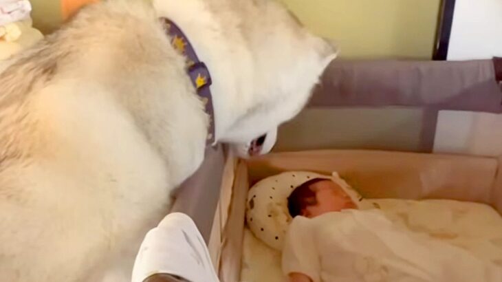 赤ちゃんを溺愛している大型犬→来客があると、守るかのように…家族愛を感じる『素敵な行動』が14万再生「頼もしい」「完璧なボディーガード」(ブログ)