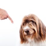 犬との信頼関係をマイナスにする飼い主の行動４選　より良い関係を保つ方法も紹介(ブログ)