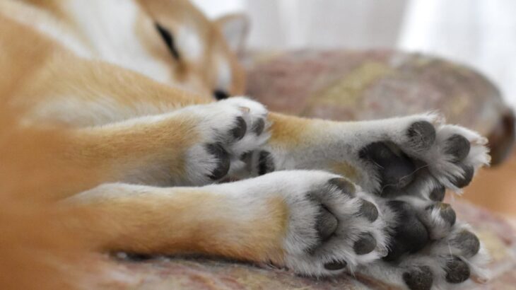 犬の『肉球の色が変化する』理由とは？主な要因やおすすめなケア方法までご紹介(ブログ)