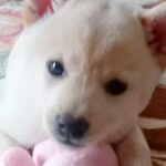 『豆柴サイズ』と思っていた柴犬→大切に育てた結果、4年後…思っていたのと全然違う『まさかの成長』が188万再生「立派すぎて爆笑」「愛だ」(ブログ)