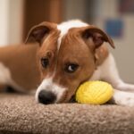 犬が『拗ねている』ときにみせるサイン4つ　機嫌を損ねてしまう原因や嬉しい気持ちにさせるコツまで(ブログ)