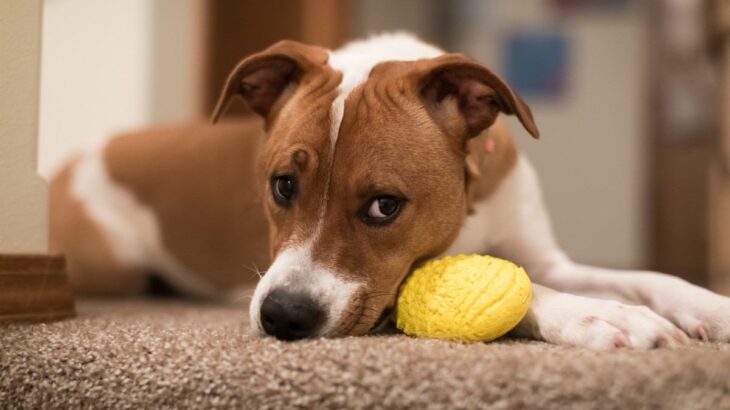 犬が『拗ねている』ときにみせるサイン4つ　機嫌を損ねてしまう原因や嬉しい気持ちにさせるコツまで(ブログ)