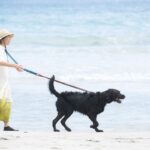 犬の散歩で引っ張りが起きるのはしつけ不足？本当の理由とやさしい対処法(ブログ)