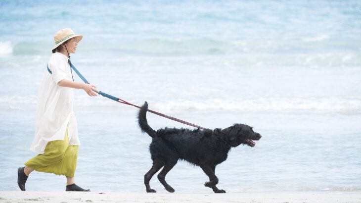 犬の散歩で引っ張りが起きるのはしつけ不足？本当の理由とやさしい対処法(ブログ)