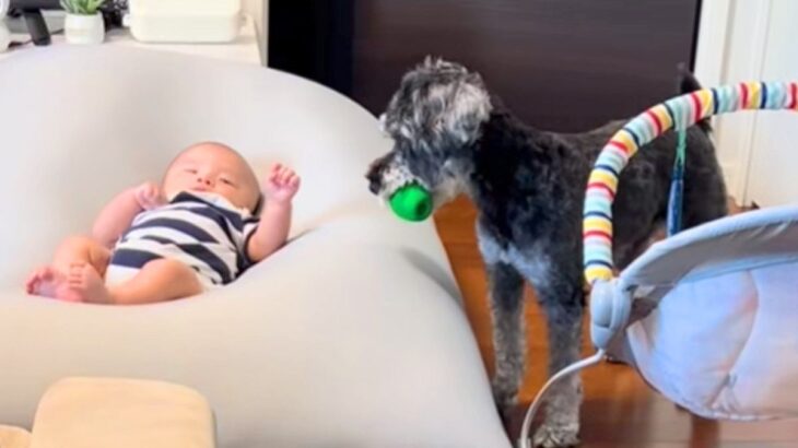 寝転がる赤ちゃんに『ボールを投げて』とお願いをする犬→頑張って渡したら…切なくて愛おしい結末がSNSで話題に「可愛いｗ」「成長が楽しみ」(ブログ)