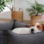 犬にとっての『最高な寝床』５選　快適な睡眠環境を作るために飼い主ができることまで(ブログ)