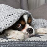 【獣医師執筆】犬の「冬の寒さ対策」暖房器具の上手な使い方や寒い時期に起こりやすいトラブルを解説(ブログ)