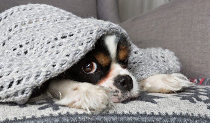 【獣医師執筆】犬の「冬の寒さ対策」暖房器具の上手な使い方や寒い時期に起こりやすいトラブルを解説(ブログ)