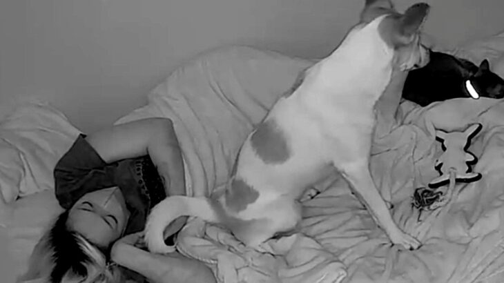 夜、飼い主と一緒に寝る元保護犬→突然起き上がり…カメラが映した『まさかの行動』が泣けると3万いいね「可愛すぎて涙が出た」「私も混ぜて」(ブログ)