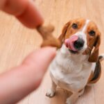 犬におやつを与えるときの注意点とは？一日にどれぐらい食べさせてもいいの？(ブログ)