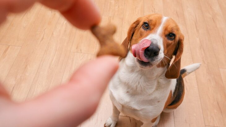 犬におやつを与えるときの注意点とは？一日にどれぐらい食べさせてもいいの？(ブログ)