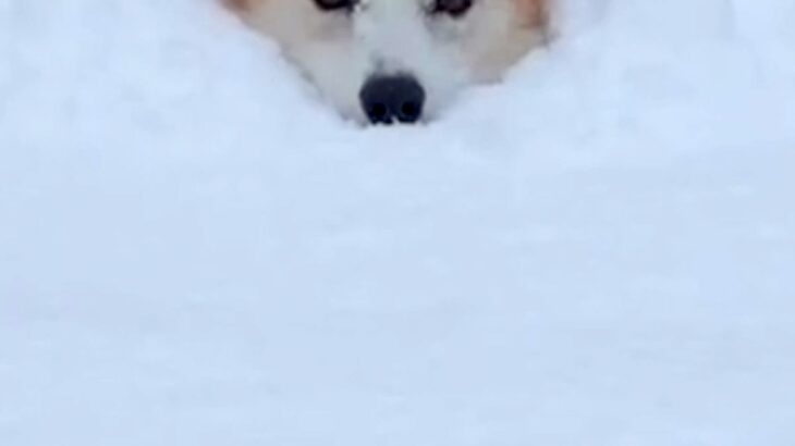 積雪約50センチの中、大喜びで駆け回る犬→埋もれて進めなくなり…まさかの『助けを求める表情』が69万再生「可愛すぎ」「埋まっちゃったｗ」(ブログ)