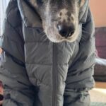 『飼い主のダウンジャケット』が大好きな犬→着せてみた結果…思っていたのと違う『表情』に1万いいね「不服そうｗ」「現実逃避の顔で草」(ブログ)