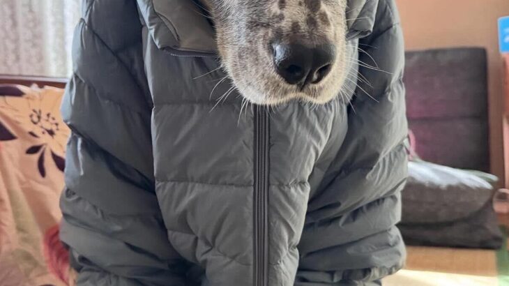 『飼い主のダウンジャケット』が大好きな犬→着せてみた結果…思っていたのと違う『表情』に1万いいね「不服そうｗ」「現実逃避の顔で草」(ブログ)