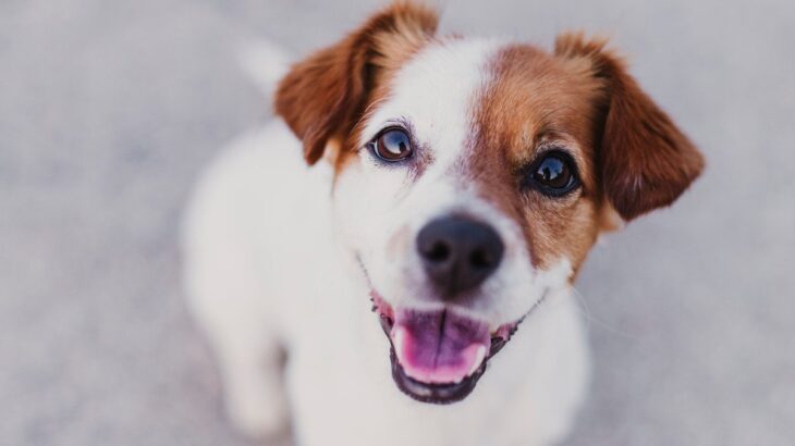 犬が『笑顔』をみせているときの心理4つ　嬉しくて笑っているの？注意すべき表情まで(ブログ)