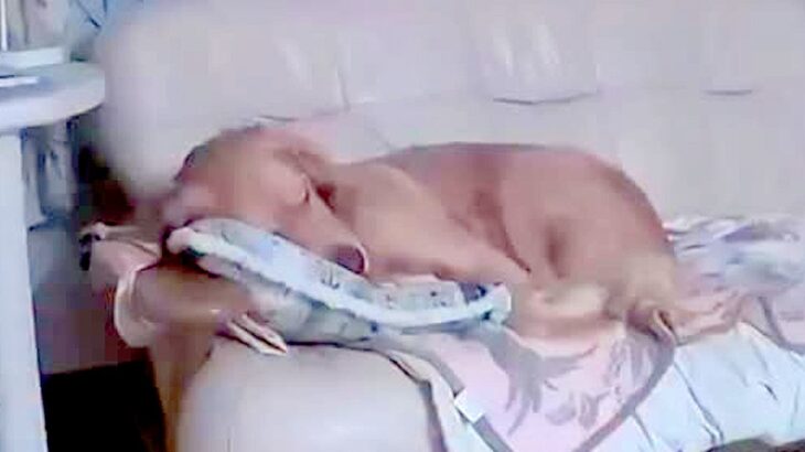 留守番中、地震に見舞われた大型犬→『見守りカメラ』で様子を確認したら…応援したくなる『一生懸命な姿』が150万再生「頑張りに涙が出た」(ブログ)