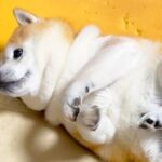 『寝返りを打った犬』がお布団の間に挟まってしまい…身動きが取れない時に見せた『リアクション』が5万再生「無防備で好き」「無為自然」(ブログ)