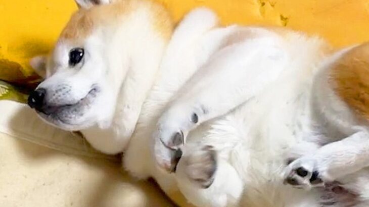『寝返りを打った犬』がお布団の間に挟まってしまい…身動きが取れない時に見せた『リアクション』が5万再生「無防備で好き」「無為自然」(ブログ)