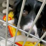 『3度も飼い主がいなくなった犬』愛情込めてお世話した結果→感動が止まらない『素敵なエピソード』が話題「いい顔してる」「幸せに」(ブログ)