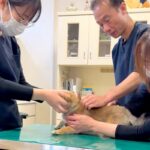 病院に注射を打ちにきた赤ちゃん犬→診察台の上で緊張していると…先生たちの『神対応』が20万再生「私も通いたい」「保育園かしら？ｗ」(ブログ)