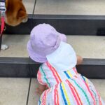 小さな女の子が手を使ってゆっくり階段を登っていたら、犬が先回りして…健気すぎる『まさかの行動』が9万再生「見守ってくれてる」「優しい姉」(ブログ)