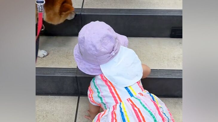 小さな女の子が手を使ってゆっくり階段を登っていたら、犬が先回りして…健気すぎる『まさかの行動』が9万再生「見守ってくれてる」「優しい姉」(ブログ)