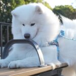 どうしても『ベンチの隙間』が気になるサモエド犬→無謀な挑戦をして…まさかの表情に18万いいね集まる「絶対自分のこと子犬だと思ってるｗ」(ブログ)