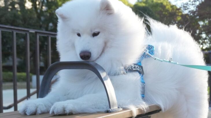 どうしても『ベンチの隙間』が気になるサモエド犬→無謀な挑戦をして…まさかの表情に18万いいね集まる「絶対自分のこと子犬だと思ってるｗ」(ブログ)