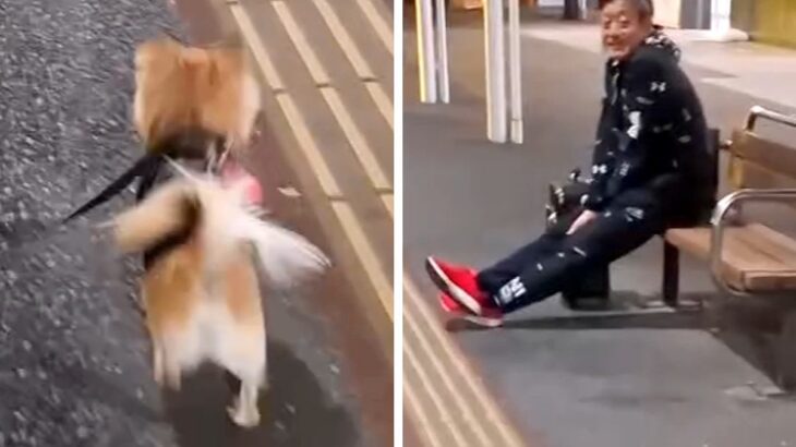 単身赴任していたパパが『突然現れた』結果→お散歩中の愛犬が気付き…尊すぎる『26日ぶりの再会の瞬間』に1万いいね「泣ける」「狂喜乱舞ｗ」(ブログ)