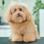 モッサリした『ボサボサのトイプードル』をトリミング→想像を超える『大変身』に37万再生の反響「ぬいぐるみみたい」「顔がタイプすぎる」(ブログ)