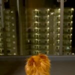 愛犬が亡くなり3ヶ月→ふとカメラロールを見てみたら…今すぐに会いたくなる『涙腺崩壊する光景』が150万再生「辛いよね」「励まされます」(ブログ)