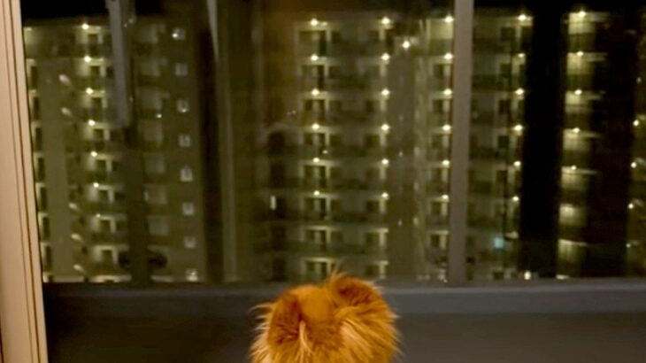 愛犬が亡くなり3ヶ月→ふとカメラロールを見てみたら…今すぐに会いたくなる『涙腺崩壊する光景』が150万再生「辛いよね」「励まされます」(ブログ)