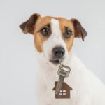 『ペット禁止の物件で犬を飼ったら…』考えられる重大なリスクやバレたときに受ける代償とは？(ブログ)