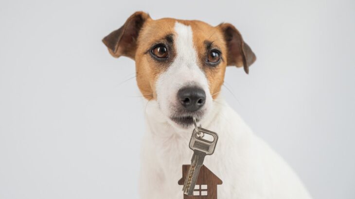 『ペット禁止の物件で犬を飼ったら…』考えられる重大なリスクやバレたときに受ける代償とは？(ブログ)