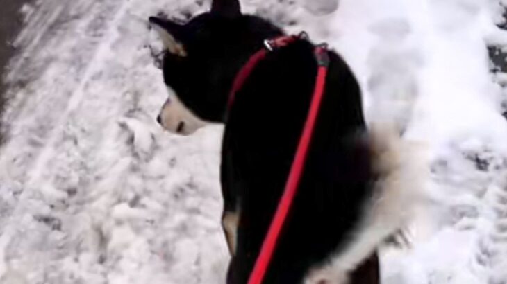雪で転んだことがある女性→散歩中、犬が心配して…頼もしくて尊い『まさかの行動』が41万再生「前世は紳士だな」「最高の彼氏系犬」と大絶賛(ブログ)