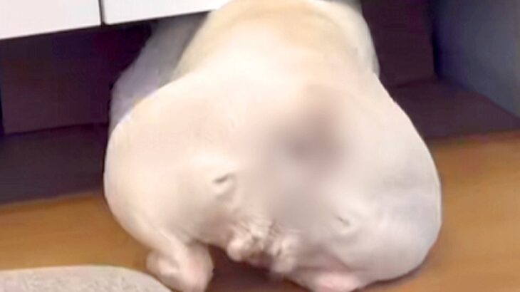 扉の下をくぐろうとする犬→まさかの悲劇が…思わず笑ってしまう『20秒後の光景』が500万再生「困り顔かわいい」「愛おしすぎるｗ」と絶賛(ブログ)