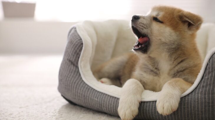 犬の睡眠中に考えられるリスク4つ　具体的な危険性や必ずチェックすべきことまで(ブログ)