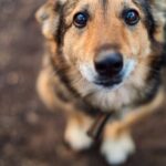 犬が亡くなったときに飼い主がすべきこと４選　まず何をすればいいの？必要な手続きまで(ブログ)