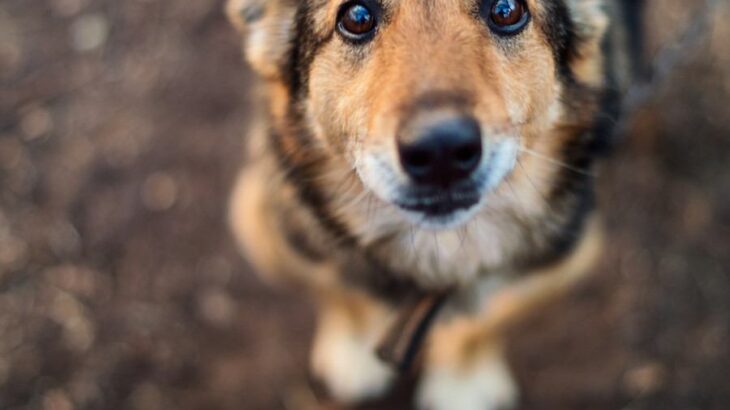 犬が亡くなったときに飼い主がすべきこと４選　まず何をすればいいの？必要な手続きまで(ブログ)